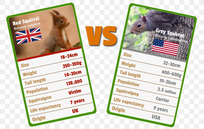 Red Squirrel Animal Eastern Gray Squirrel Tree Squirrel, PNG, 779x521px, Squirrel, Animal, Black Squirrel, Brand, Com Download Free