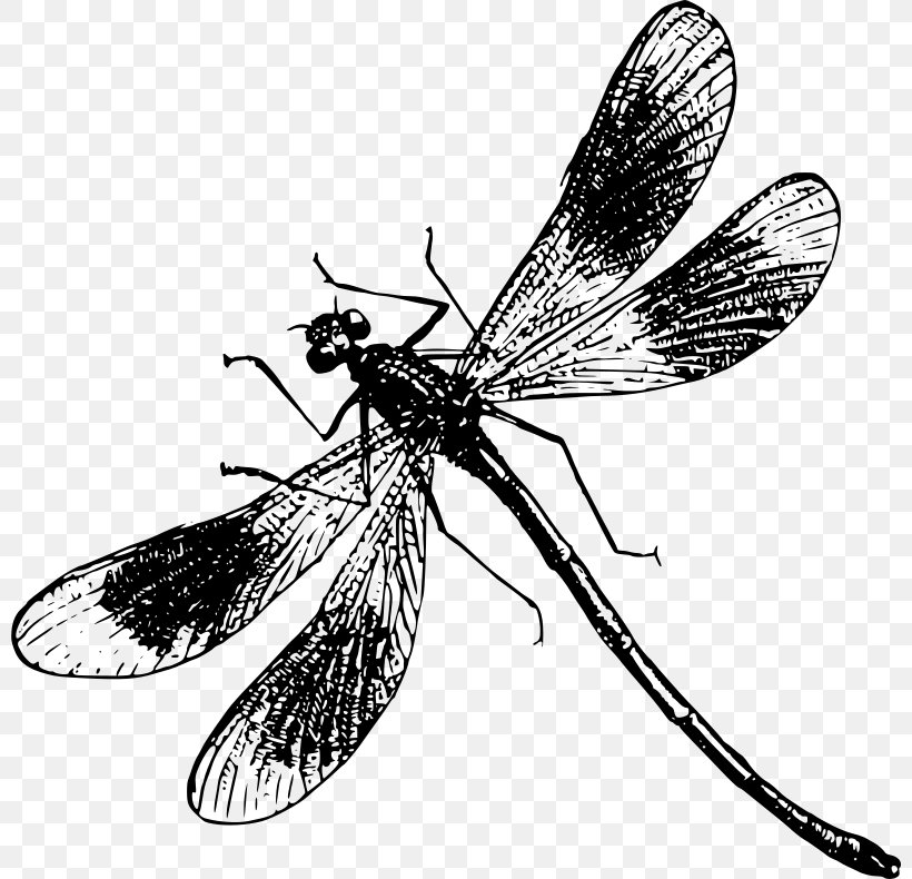 Dragonfly Insect Clip Art, PNG, 800x790px, Dragonfly, Arthropod, Black And White, Drawing, Fly Download Free