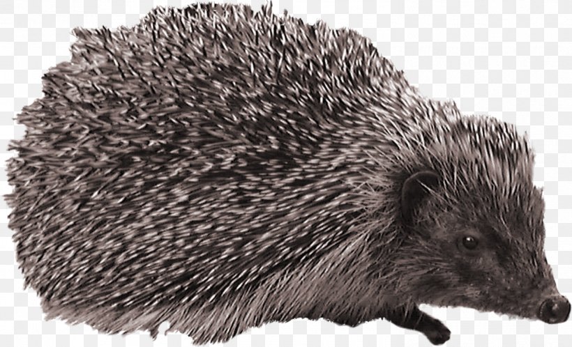 European Hedgehog Clip Art, PNG, 1475x897px, Hedgehog, Best Hedgehog, Digital Image, Domesticated Hedgehog, Echidna Download Free