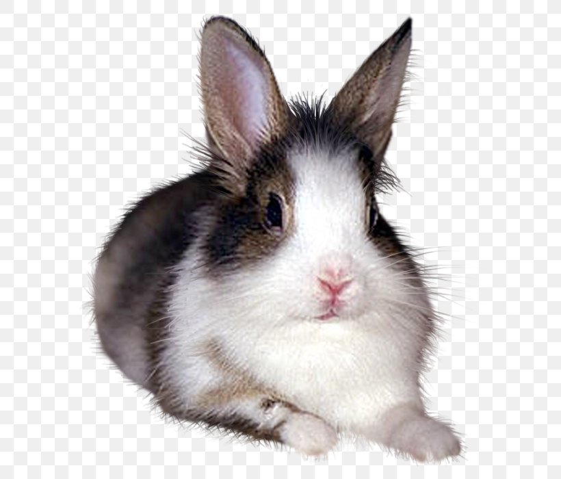 European Rabbit Domestic Rabbit Hare Rabbits / Conejos, PNG, 700x700px, European Rabbit, Animal, Black And White, Domestic Rabbit, Fauna Download Free