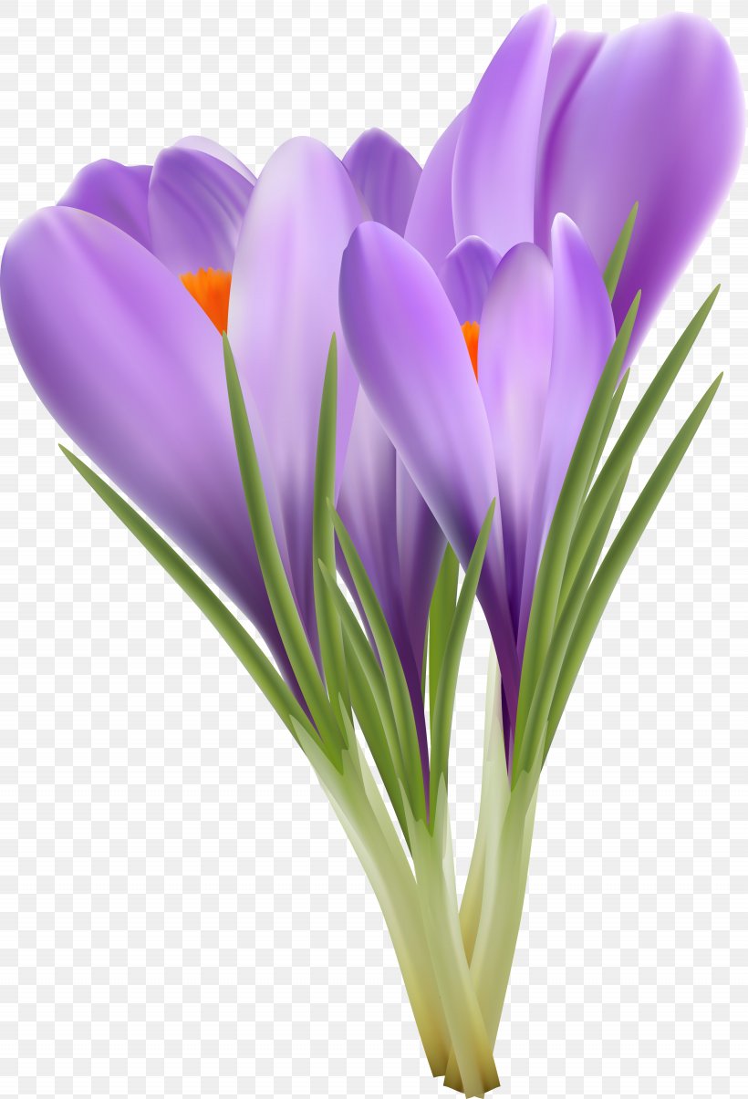 Flowering Plant Crocus Violet Lilac, PNG, 3895x5728px, Flowering Plant, Crocus, Cut Flowers, Flower, Iridaceae Download Free
