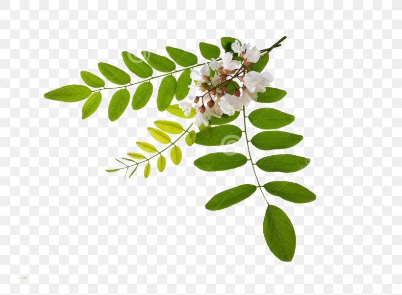 Persian Silk Tree Flower Stock Photography Black Locust Leaf, PNG, 1280x940px, Persian Silk Tree, Alamy, Black Locust, Branch, Flower Download Free