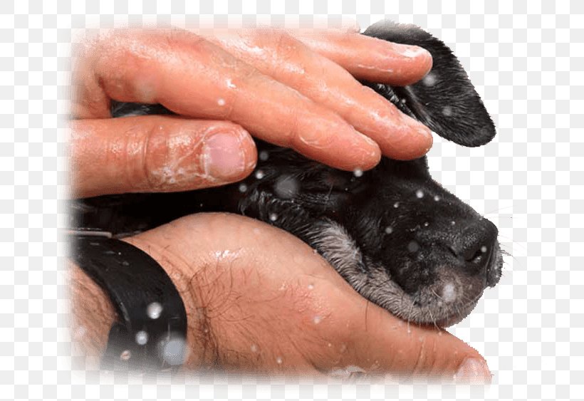 Puppy Dog Nail Paw Snout, PNG, 716x563px, Puppy, Carnivoran, Dog, Dog Like Mammal, Finger Download Free