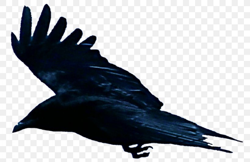 American Crow Rook New Caledonian Crow Common Raven Bird, PNG, 1024x665px, American Crow, Beak, Bird, Common Raven, Crow Download Free