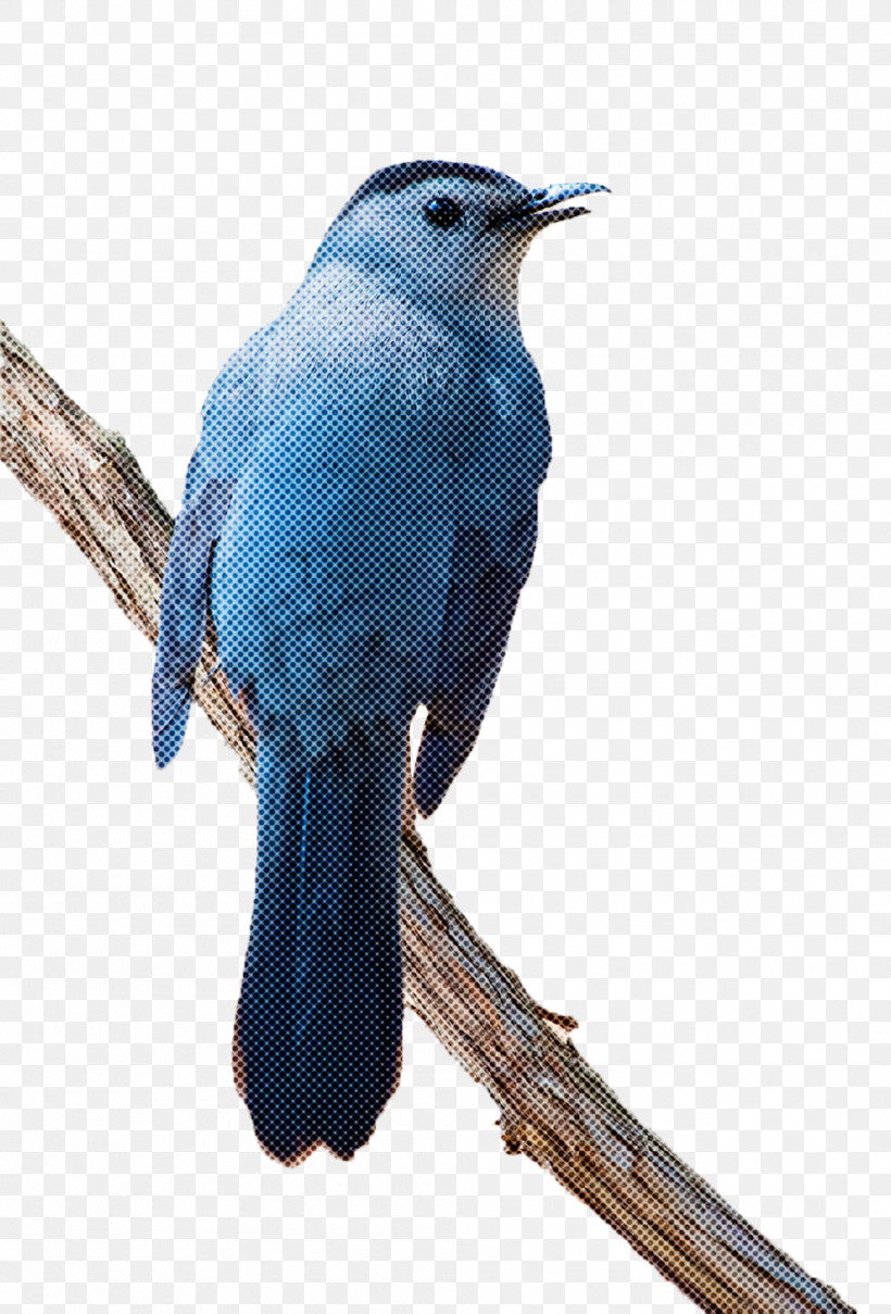 Bird Beak Mountain Bluebird Perching Bird Songbird, PNG, 1000x1475px, Bird, Beak, Blue Jay, Cuculiformes, Gray Catbird Download Free