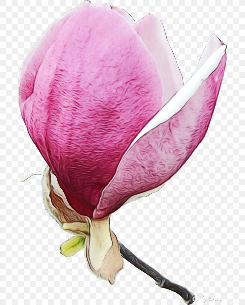 Flower Pink Petal Plant Flowering Plant, PNG, 700x1021px, Watercolor, Bud, Cut Flowers, Flower, Flowering Plant Download Free