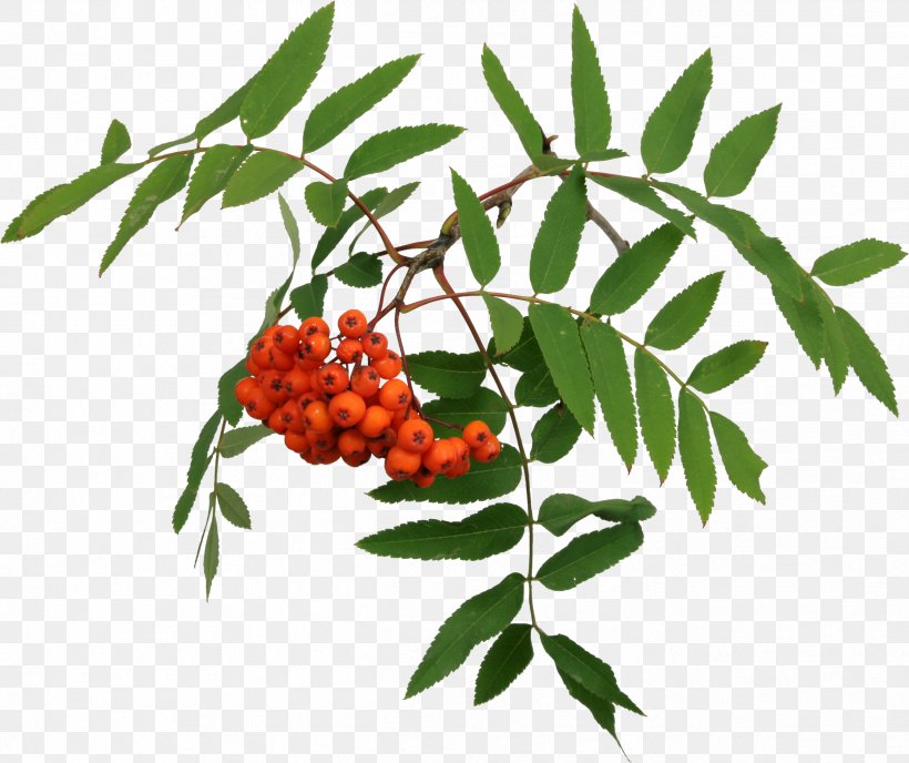 Mountain-ash Tree Clip Art, PNG, 2428x2039px, Mountainash, Auglis, Berry, Branch, Digital Image Download Free