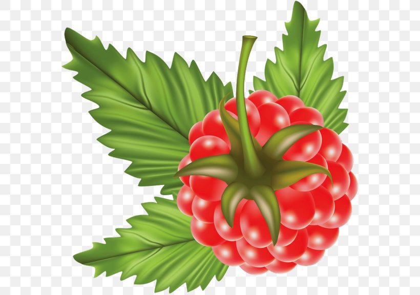 Raspberry Clip Art, PNG, 600x576px, Raspberry, Berry, Black Raspberry, Brambles, Food Download Free