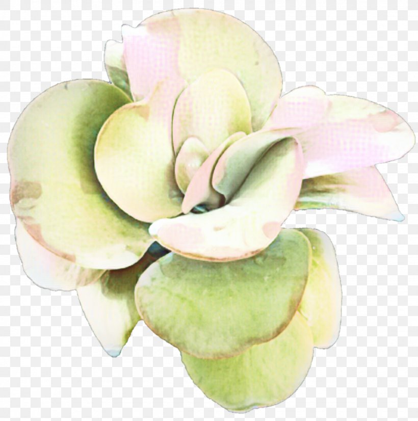 Flower Magnolia Lily Rose Eid Al-Fitr, PNG, 1024x1032px, Flower, Art, Cut Flowers, Drawing, Eid Alfitr Download Free