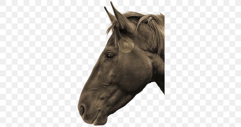 Horse Temporomandibular Joint Equine Dentistry Mane Stallion, PNG, 300x433px, Horse, Bridle, Chewing, Close Up, Dental Technician Download Free