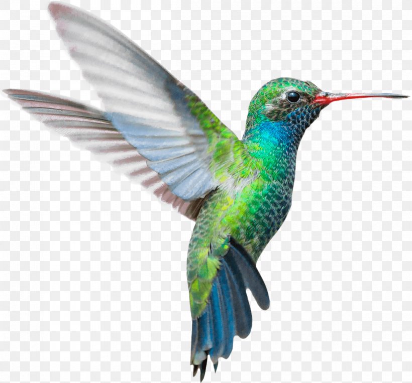 Hummingbird Drawing, PNG, 1200x1118px, Hummingbird, Beak, Bird, Broadbilled Hummingbird, Coraciiformes Download Free