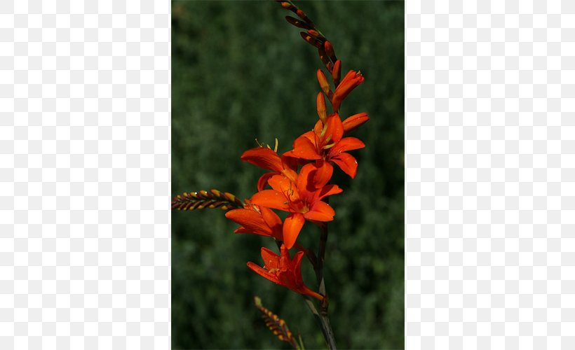 Montbretia Gladiolus Canna Plant Stem Coppertips, PNG, 500x500px, Gladiolus, Canna, Canna Family, Canna Lily, Coppertips Download Free