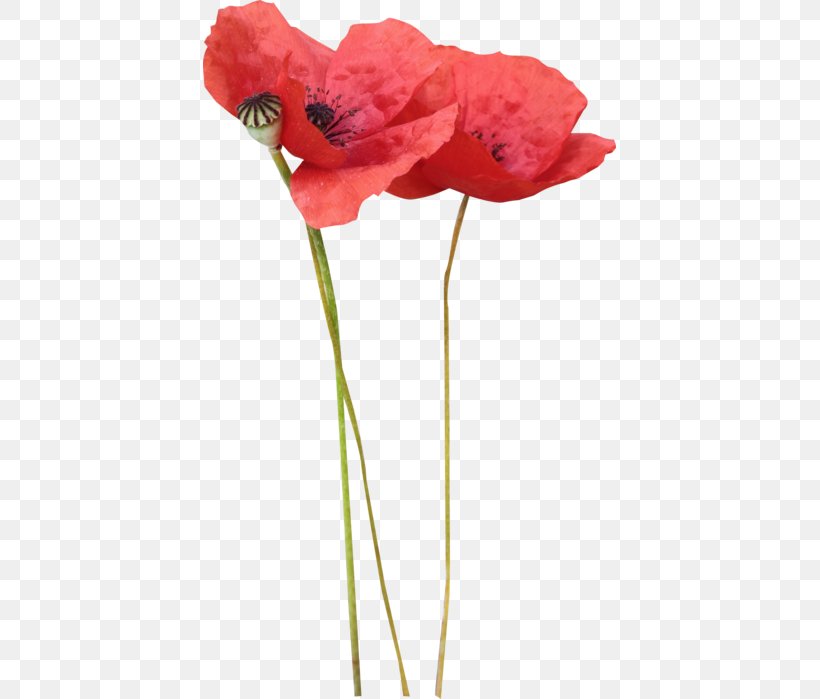 Poppy Flower Clip Art, PNG, 413x699px, Poppy, Artificial Flower, Common Poppy, Coquelicot, Cut Flowers Download Free