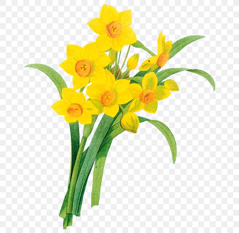 Daffodil Clip Art, PNG, 681x800px, Daffodil, Amaryllis Family, Cut Flowers, Document, Drawing Download Free
