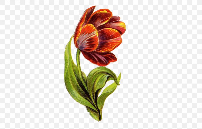 Flower Lilium Illustration, PNG, 1004x644px, Flower, Art, Color, Cut Flowers, Floral Design Download Free