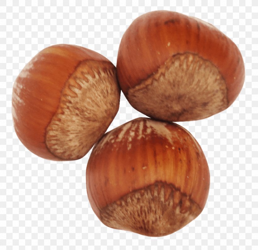 Hazelnut Filbert Clip Art, PNG, 850x824px, Hazelnut, Almond, Common Hazel, Dried Fruit, Filbert Download Free
