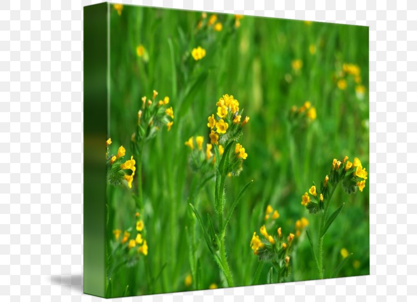 Herb Wildflower, PNG, 650x593px, Herb, Flower, Grass, Meadow, Mustard Download Free