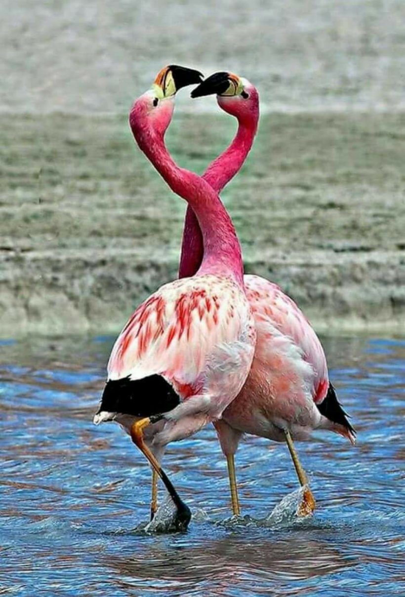 Lake Nakuru Plastic Flamingo Greater Flamingo Bird, PNG, 1080x1593px, Lake Nakuru, Beak, Bird, Don Featherstone, Flamingo Download Free