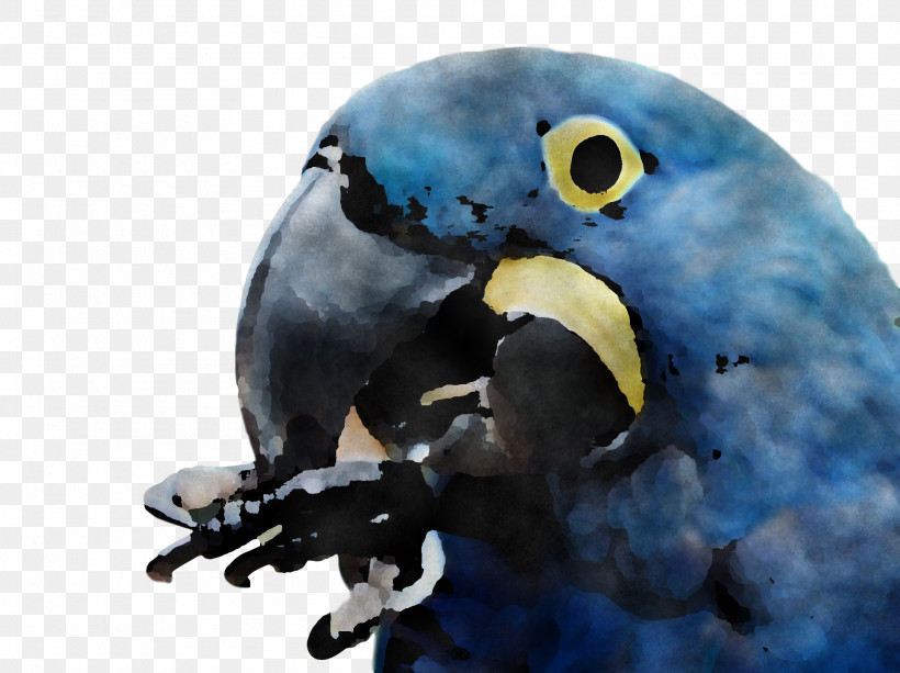 Macaw Parakeet Beak, PNG, 1920x1436px, Macaw, Beak, Parakeet Download Free