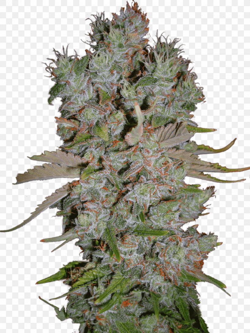 Marijuana Autoflowering Cannabis Blueberry Cannabis Ruderalis, PNG, 1440x1920px, Marijuana, Autoflowering Cannabis, Blueberry, Bud, Cannabis Download Free
