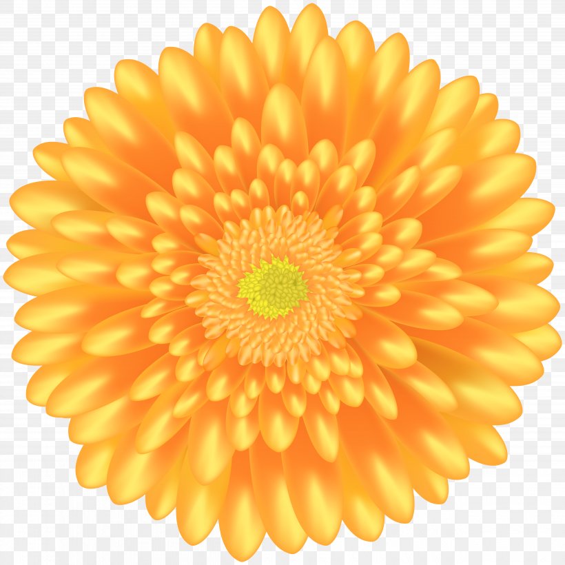 Orange Clip Art, PNG, 4994x5000px, Flower, Calendula Officinalis, Chrysanthemum, Chrysanths, Dahlia Download Free