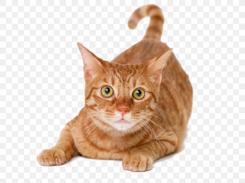 siberian munchkin cat