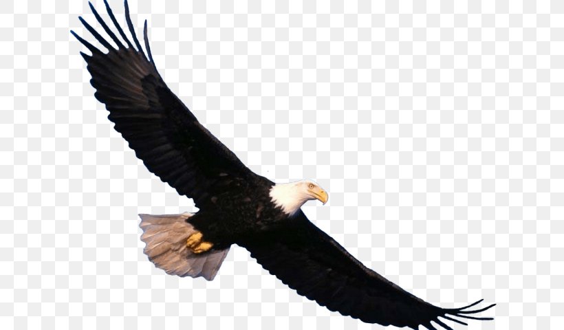 Bald Eagle Bird Transparency Clip Art, PNG, 640x480px, Bald Eagle, Accipitriformes, Beak, Bird, Bird Of Prey Download Free