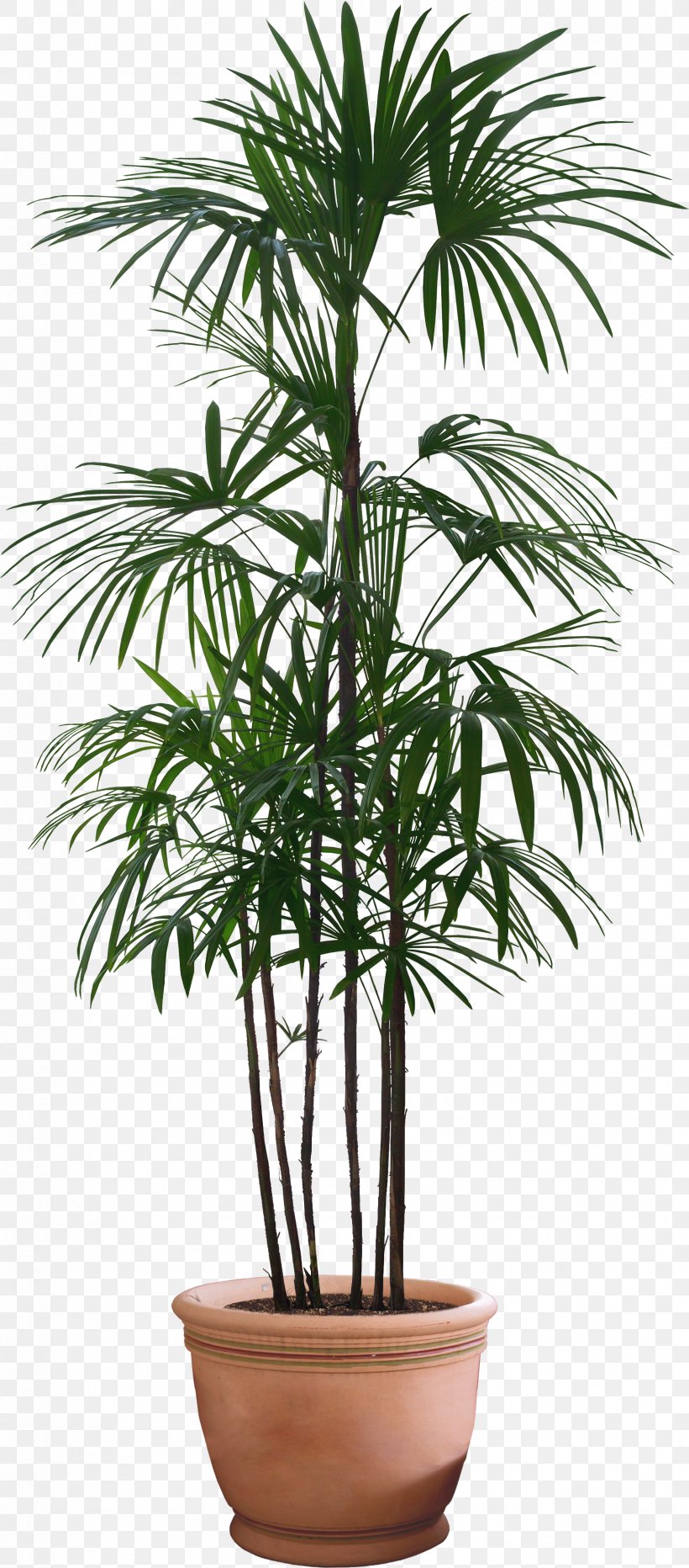 Couch Flowerpot Furniture Howea Forsteriana Clic-clac, PNG, 1724x3920px, Couch, Arecaceae, Arecales, Bedroom, Borassus Flabellifer Download Free