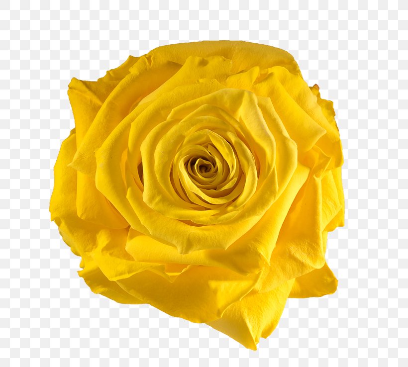 Garden Roses Yellow Flower Preservation, PNG, 738x738px, Rose, Artificial Flower, Blue, Color, Crimson Download Free