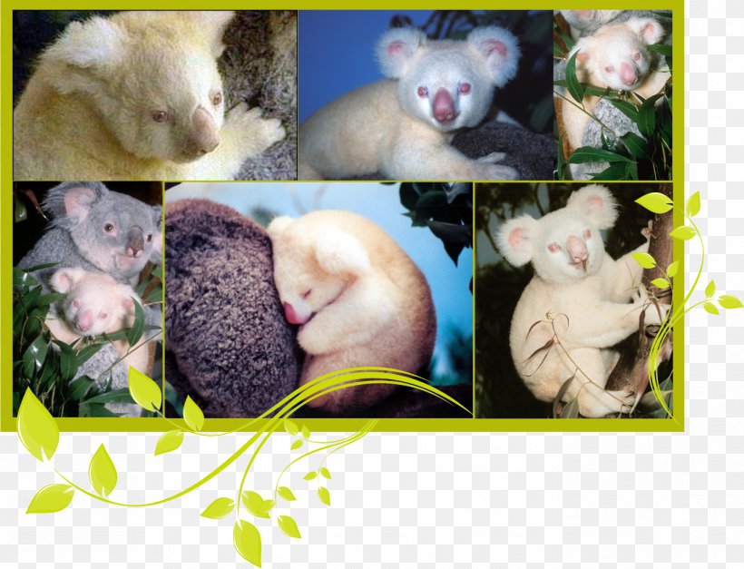Koala Domestic Rabbit San Diego Zoo Bear Albinism, PNG, 1372x1050px, Koala, Albinism, Bear, Domestic Rabbit, El Koala Download Free