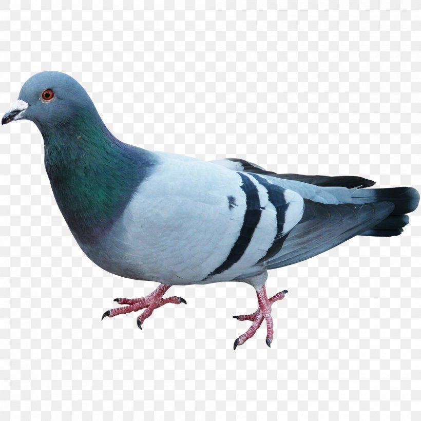Pigeons And Doves Homing Pigeon English Carrier Pigeon Bird Racing Homer, PNG, 2000x2000px, Pigeons And Doves, American Show Racer, Beak, Bird, Blue Pigeon Download Free