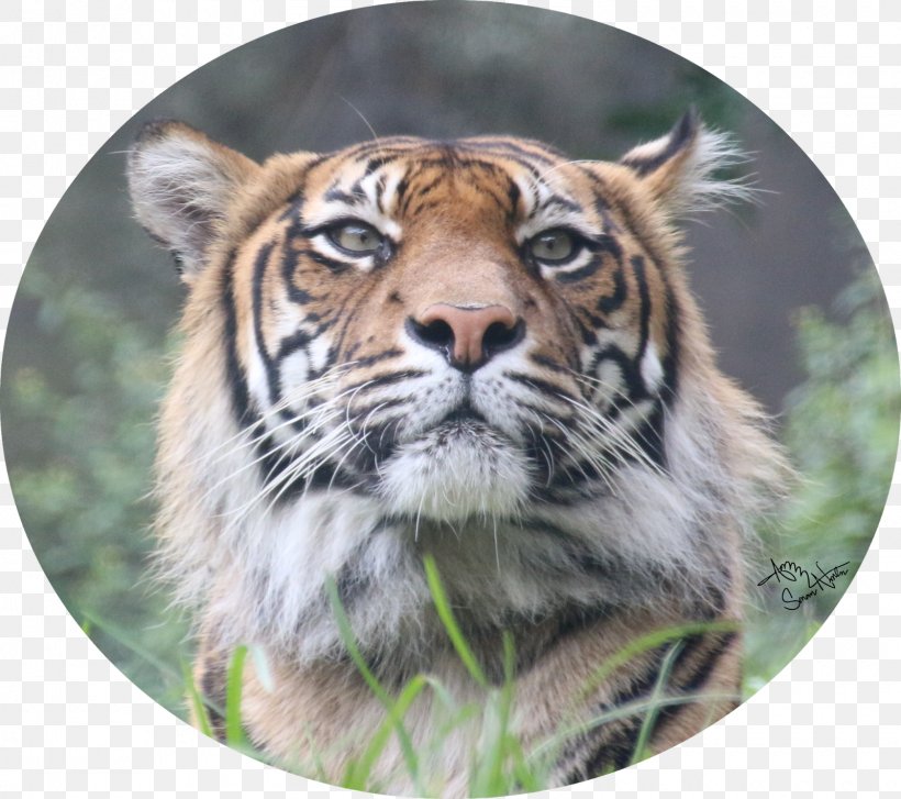Sumatran Tiger Whiskers Big Cat, PNG, 1600x1420px, Tiger, Animal, Big Cat, Big Cats, Carnivoran Download Free