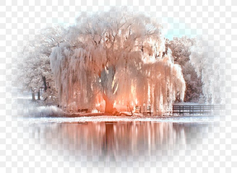 Weeping Willow Weeping Tree Winter-flowering Cherry Bonsai, PNG, 800x600px, Weeping Willow, Bonsai, Freezing, Frost, Garden Download Free