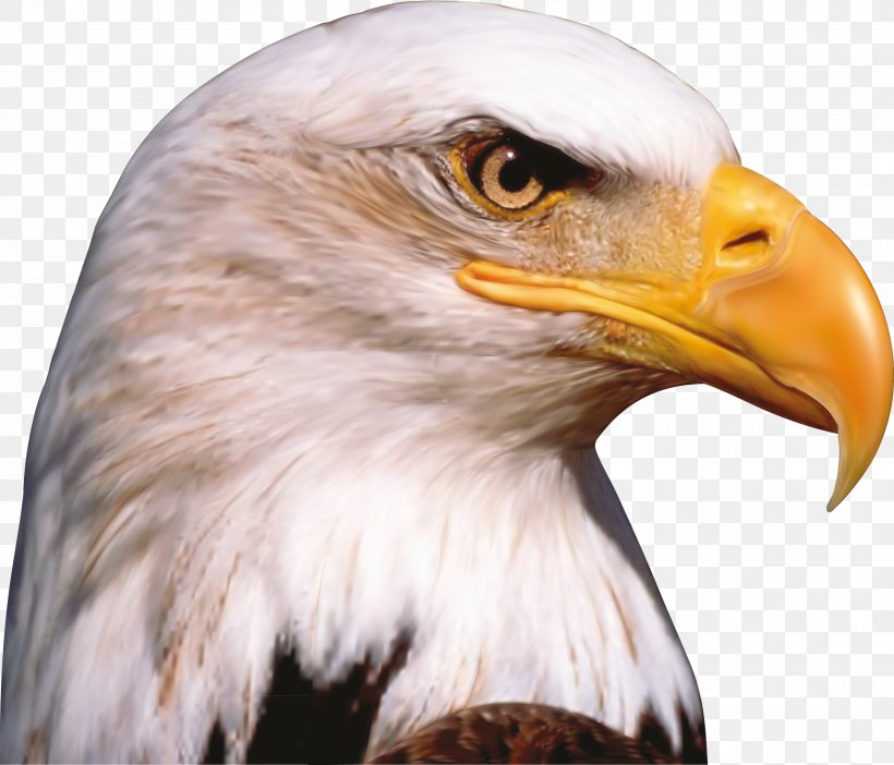 Bird Bald Eagle Animal Beak, PNG, 3500x2997px, Bird, Accipitriformes, Animal, Bald Eagle, Beak Download Free