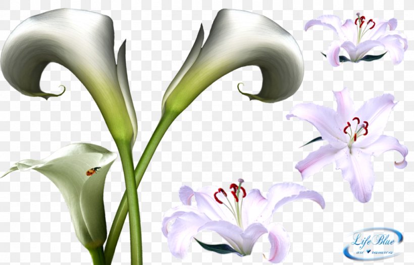 Flower DeviantArt Lilium, PNG, 1024x656px, Flower, Alismatales, Art, Arum, Branch Download Free