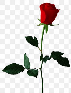 Rose - Rose Desktop Wallpaper Clip Art PNG