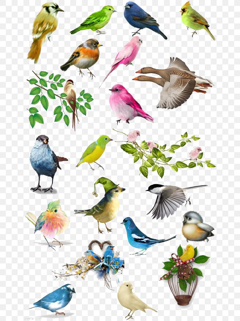Bird Drawing Illustration, PNG, 658x1097px, Bird, Animal, Beak, Bird Atlas, Branch Download Free