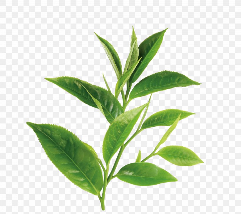 Green Tea White Tea Theanine Oil, PNG, 3600x3198px, Tea, Doterra, Essential Oil, Eucalyptus Oil, Extract Download Free