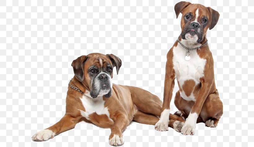 Boxer Puppy Newfoundland Dog Golden Retriever Dobermann, PNG, 622x476px, Boxer, Breed, Carnivoran, Companion Dog, Dobermann Download Free
