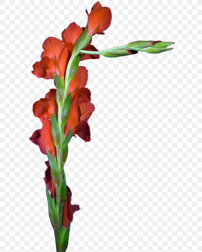 Gladiolus Cut Flowers Floral Design Plant Stem, PNG, 598x1024px, Gladiolus, Bud, Cut Flowers, Dandelion, Floral Design Download Free