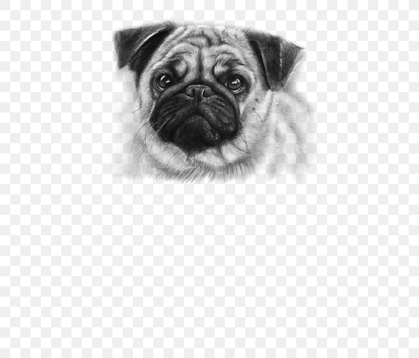 Pug Puppy Drawing Pet Cuteness, PNG, 452x700px, Pug, Animal, Art, Artwork, Black And White Download Free