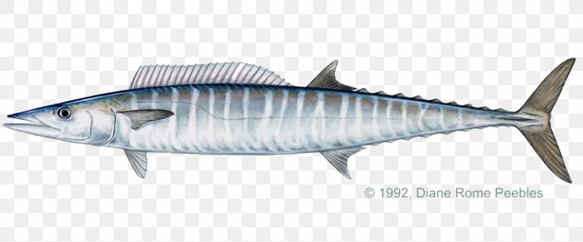 Recreational Fishing Wahoo Trolling Game Fish, PNG, 900x375px, Fishing, Anchovy, Angling, Bonito, Bony Fish Download Free