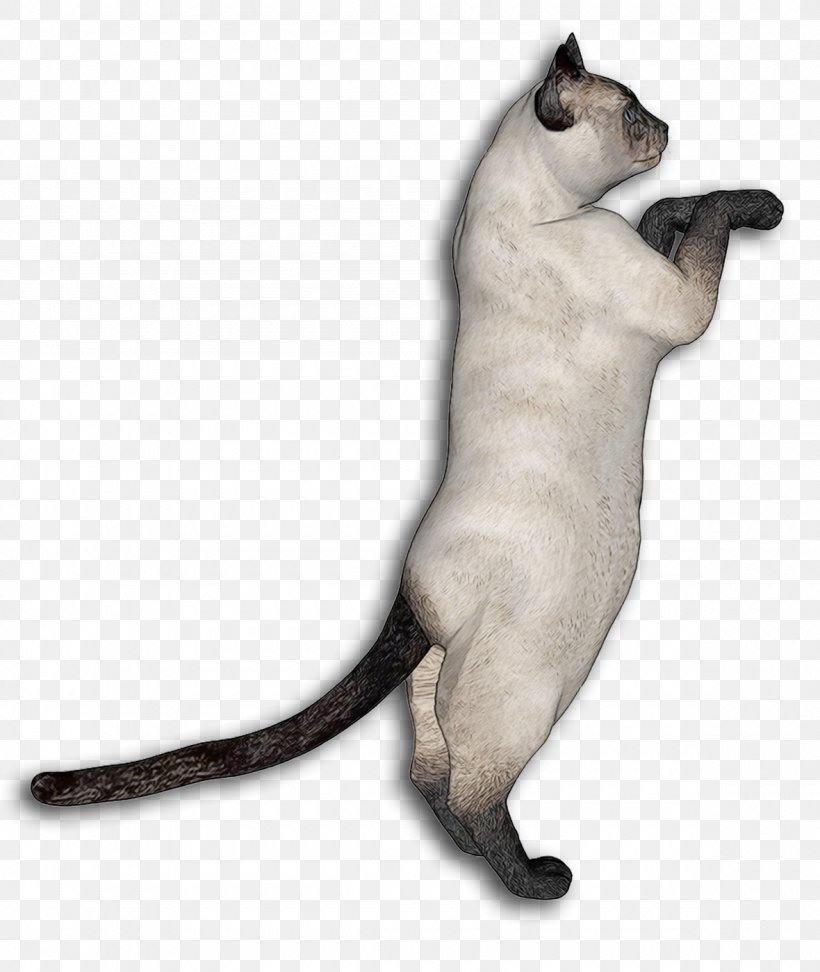 Siamese Cat Egyptian Mau Somali Cat Kitten Whiskers, PNG, 1180x1400px, Siamese Cat, Animal, Carnivoran, Cat, Cat Like Mammal Download Free