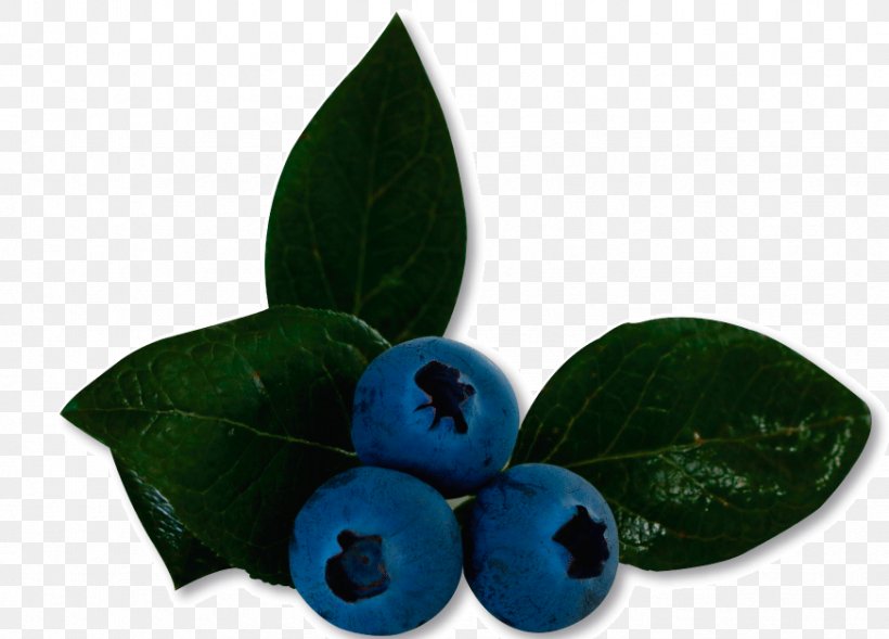 Bilberry Blueberry Product Leaf, PNG, 873x628px, Bilberry, Blueberry, Fruit, Leaf, Plant Download Free