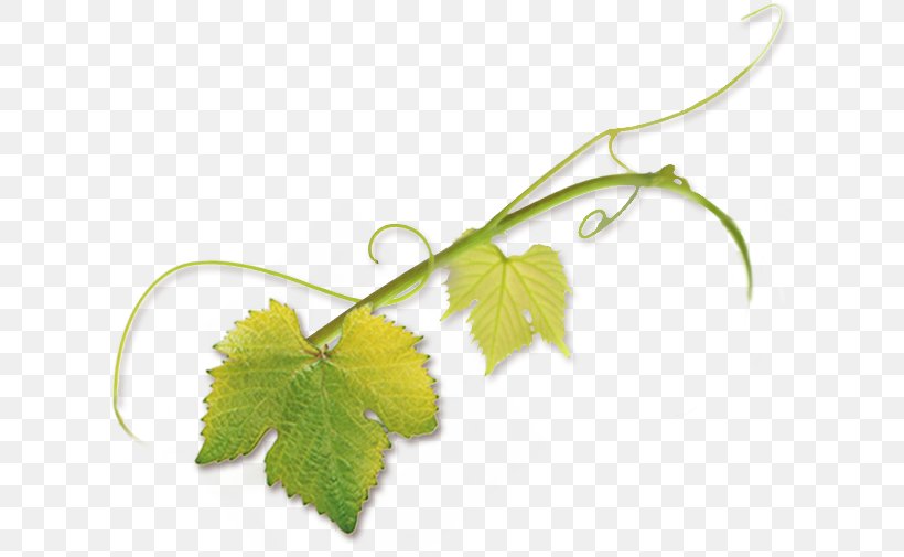 Leaf Grape Leaves Pinot Noir Tendril Vine, PNG, 619x505px, Leaf, Bud, Common Grape Vine, Fruit, Grape Download Free