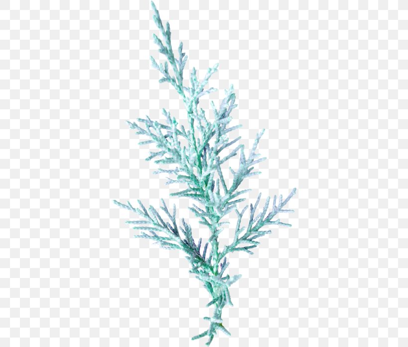 Leaf Twig Plant Stem Blue, PNG, 372x699px, Leaf, Blue, Branch, Color, Conifer Download Free