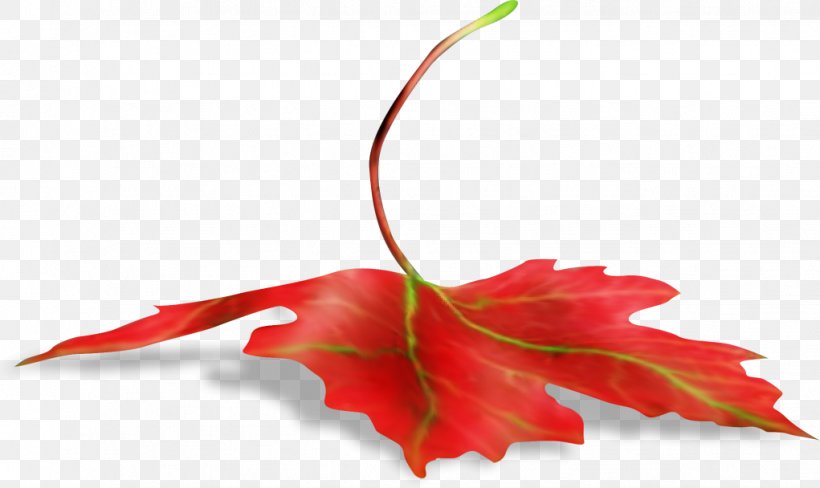 Maple Leaf Branch, PNG, 1021x608px, Maple Leaf, Branch, Digital Image, Flower, Flowering Plant Download Free