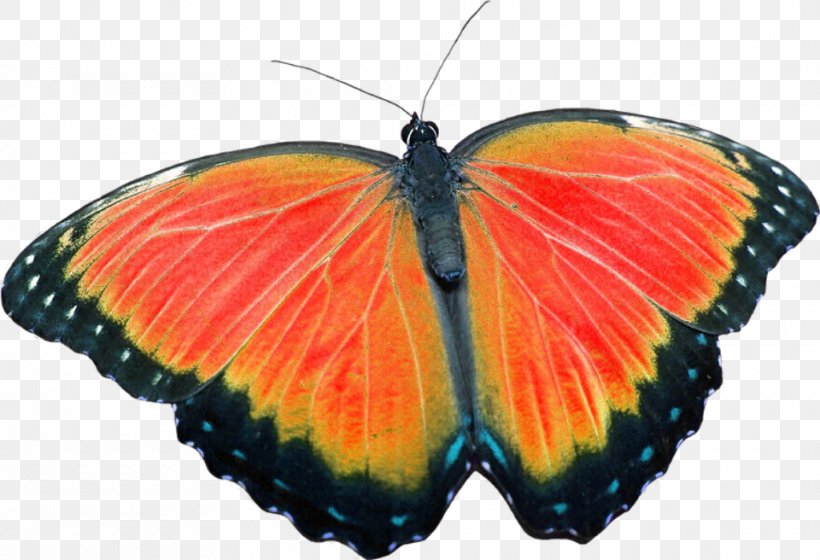 Monarch Butterfly Medicine Alternative Health Services Healing, PNG, 960x656px, Monarch Butterfly, Alternative Health Services, Arthropod, Brush Footed Butterfly, Butterflies And Moths Download Free