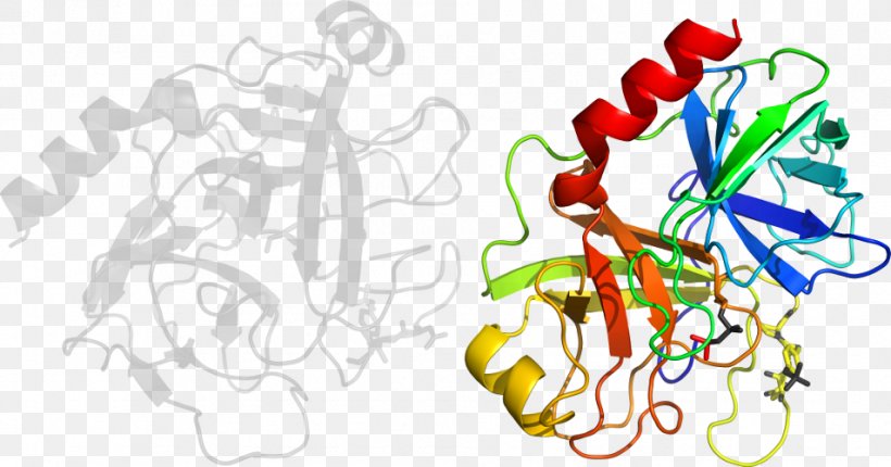 Trypsin 1 Bromelain Enzyme Protein, PNG, 953x500px, Watercolor, Cartoon, Flower, Frame, Heart Download Free