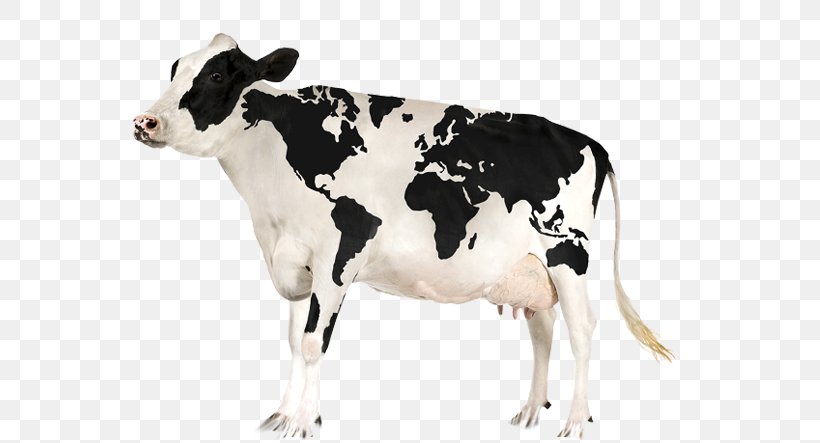 World Map Globe, PNG, 620x443px, World, Animal Figure, Bull, Calf, Cattle Like Mammal Download Free